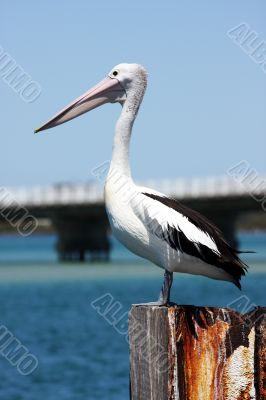 Australian Pelican