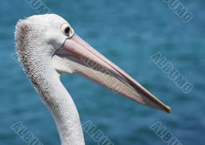 Pelican over Forster