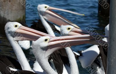 Pelican over Forster