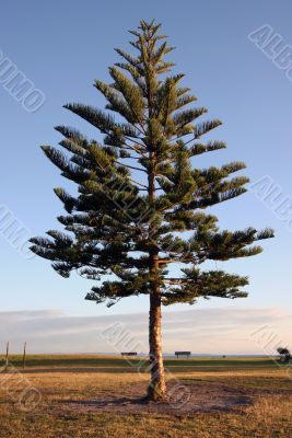 Pine tree against a deep blue sky