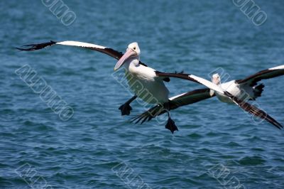 Pelican over Forster