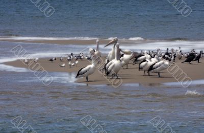 Pelican over Forster