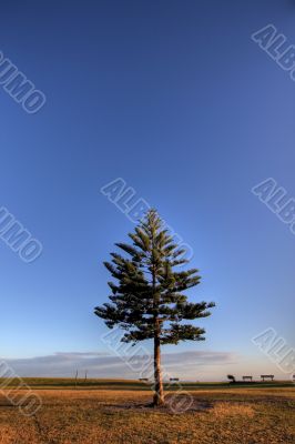 Pine tree against a deep blue sky