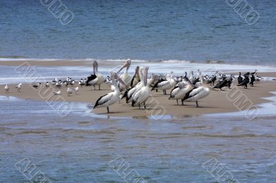 Australian Pelican