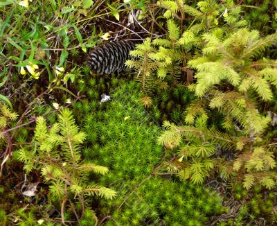 forest moss