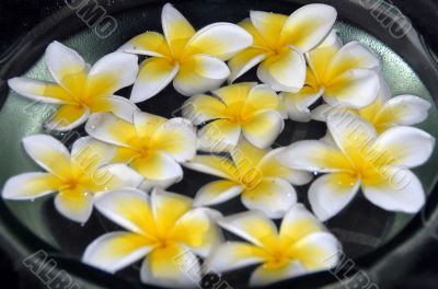 Yellow Plumeria Spa