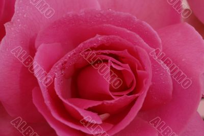 Pink Rose Flower