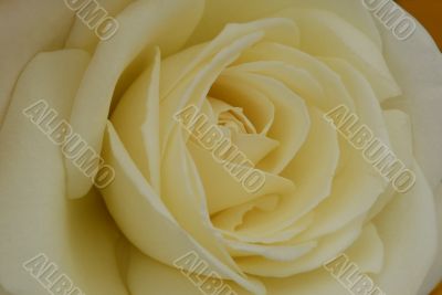 White Rose Flower