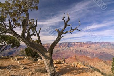 Grand Canyon View