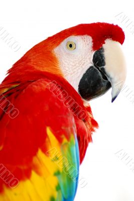 red macaw