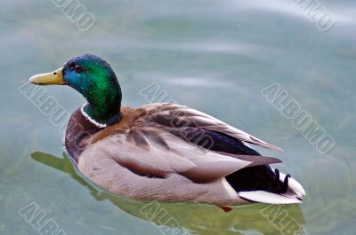 Mallard Drake Swimming