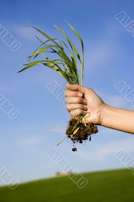 handful of grass