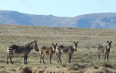 Group of Mountain zebras