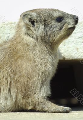 Rock Dassie portrait