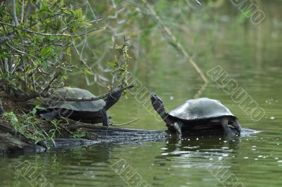 tortoises on the bank