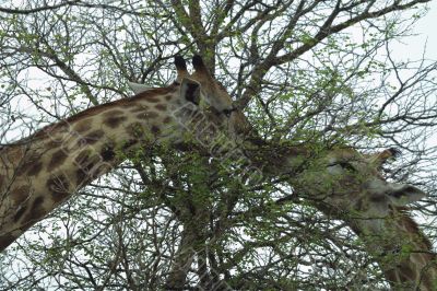 cute giraffes kiss