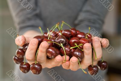 hands full of cherry