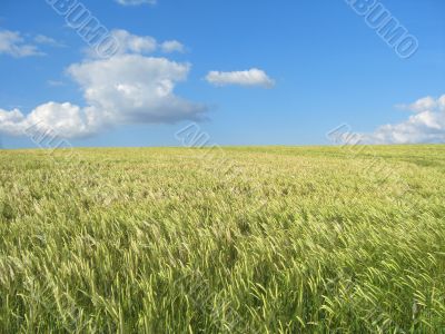 wheat field