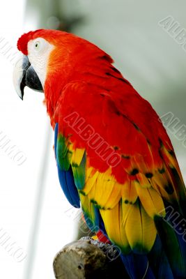 Red Macaw Bird