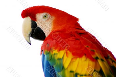 Red Macaw Bird