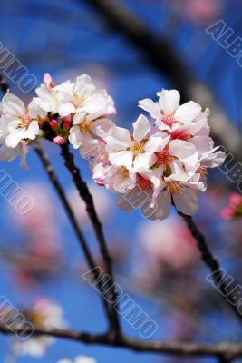 Pink Cherry Flowers Blooming