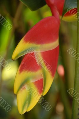 Bromelia orange yellow Flower Blooming