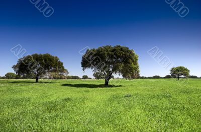 Beautiful trees