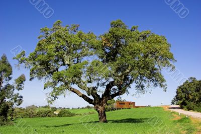 Beautiful trees