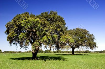 Beautiful trees