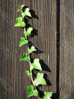 Grenn ivy climbing