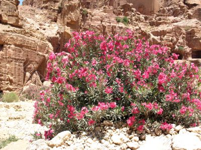 Bush in Petra