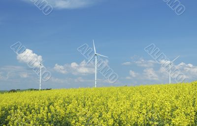 farm of windturbines close to rape field