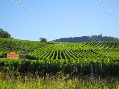 vineyard in Alsace