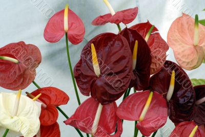 Red Anturium Flowers