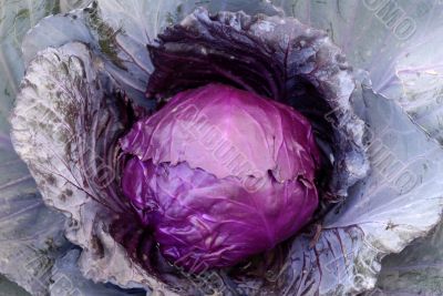 Purple leaf Cabbage Vegetable