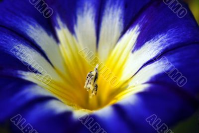 Blue Oxypetalatum Sky Flower