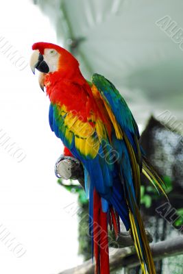 red macaw