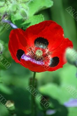 Red California Poppy Flower