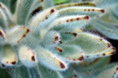 Aloe Succulent