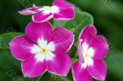 Garden Phlox Flowers