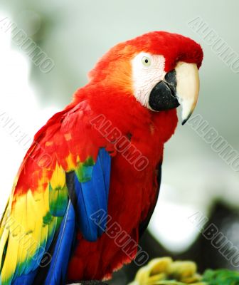 Golden Red Macaw Bird