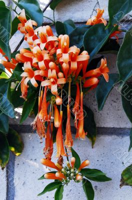 Orange Bignonia Flowers