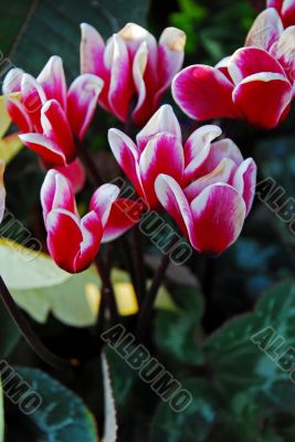 Cyclamen Flowers