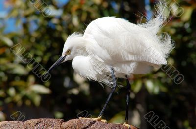 White Crane Bird