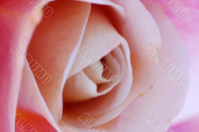 Pink Rose Flower