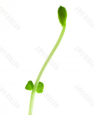 Pea bud