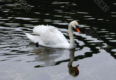 swan