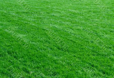 Green grass