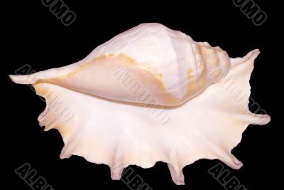 Shell