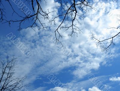 Silhouette of trees